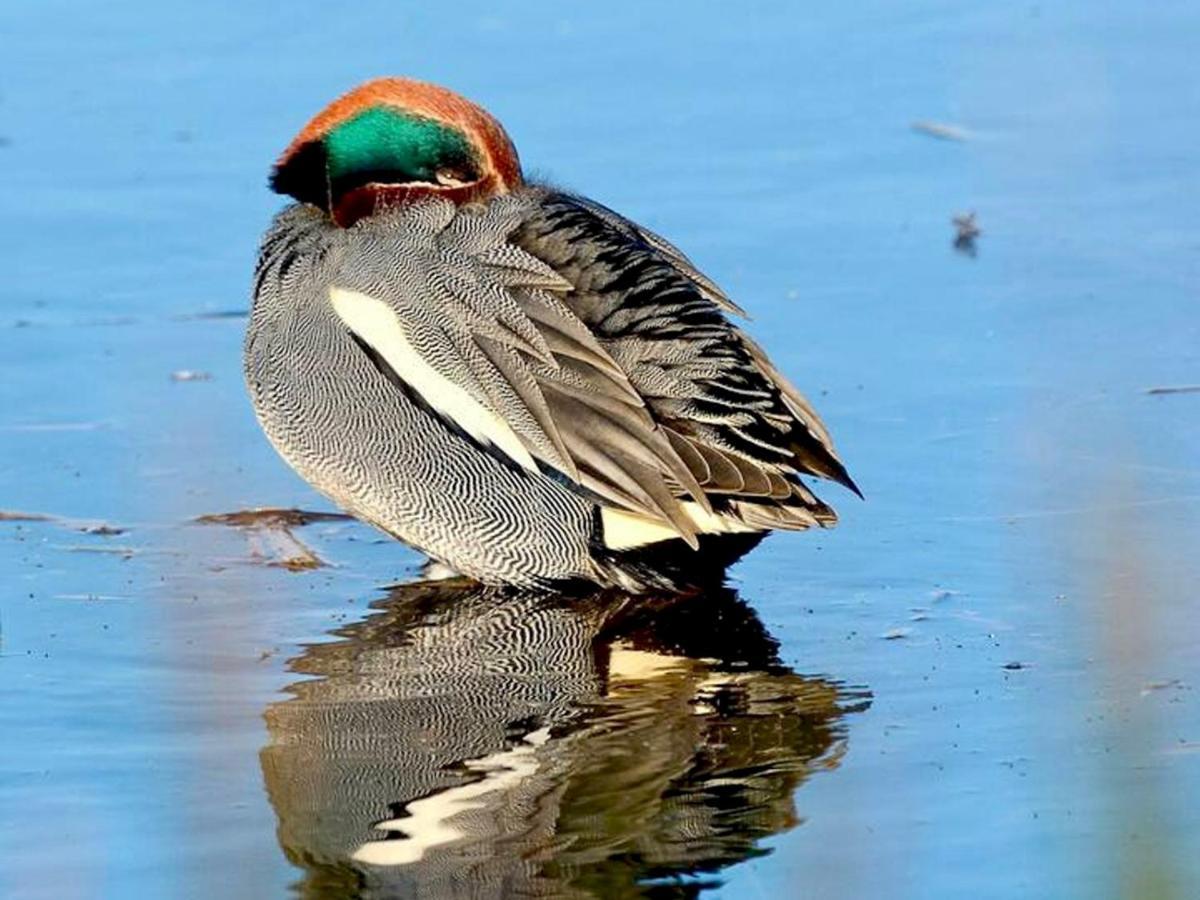 Pass The Keys Goose Feather Barn, Luxury For Two Holiday home *